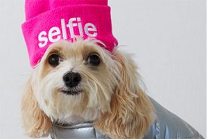 Photo of a dog wearing a hat with "selfie" on it