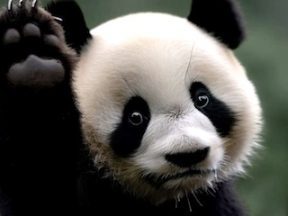 Screenshot of a panda as generated by Bing image creator