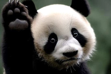 Screenshot of a panda as generated by Bing image creator