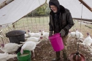 Image of a man feeding turkeys