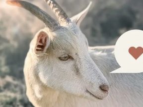 Image of a goat from Little Seed Farm survey page